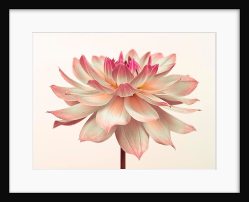 Dahlia Flower by Assaf Frank